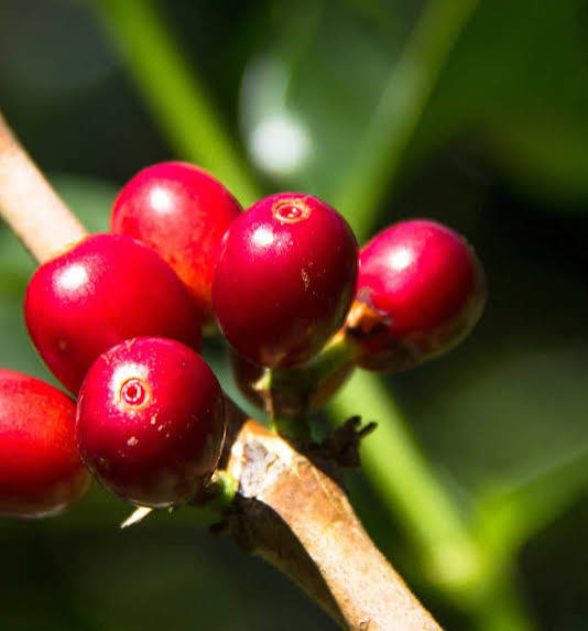  Kilo of Panama Geisha coffee fetches $14,750