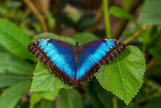 The magic of Panama butterflies