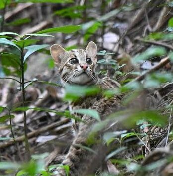 Leopard cat returns to the wild